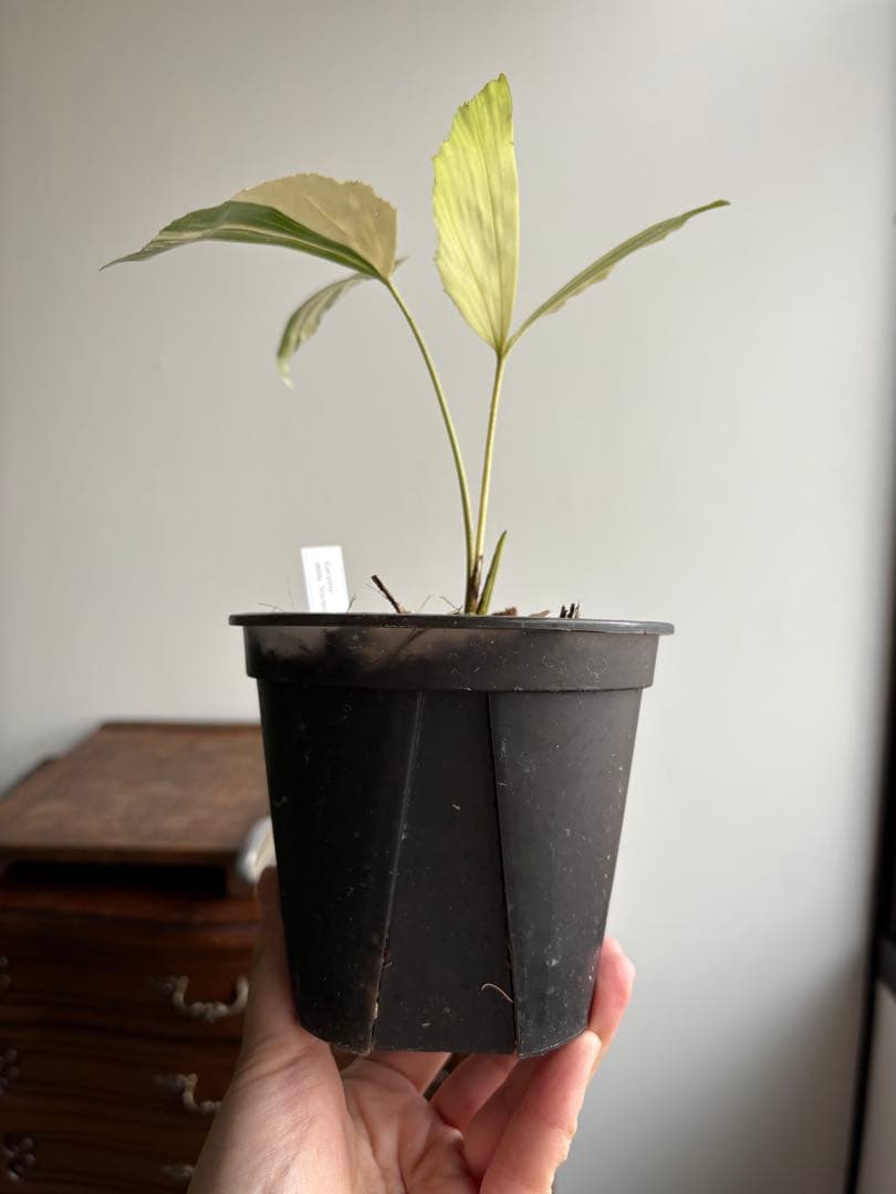 クジャクヤシ斑入り Caryota mitis variegated 3.5号