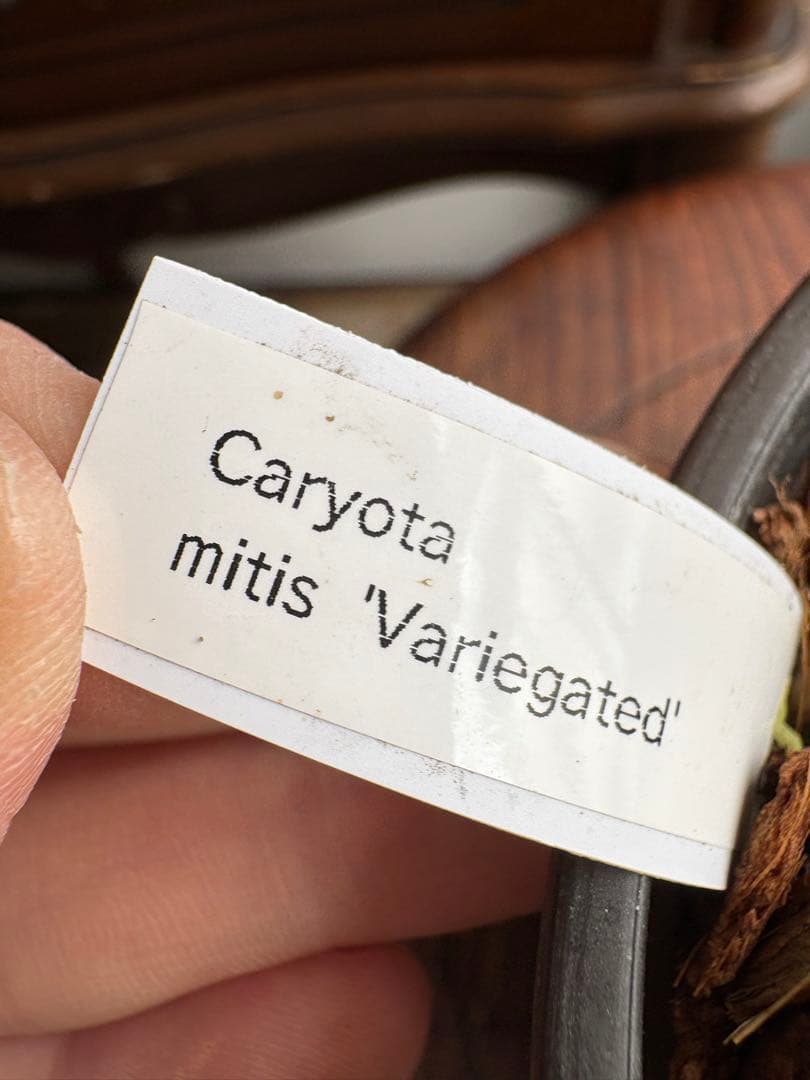 クジャクヤシ斑入り Caryota mitis variegated 3.5号