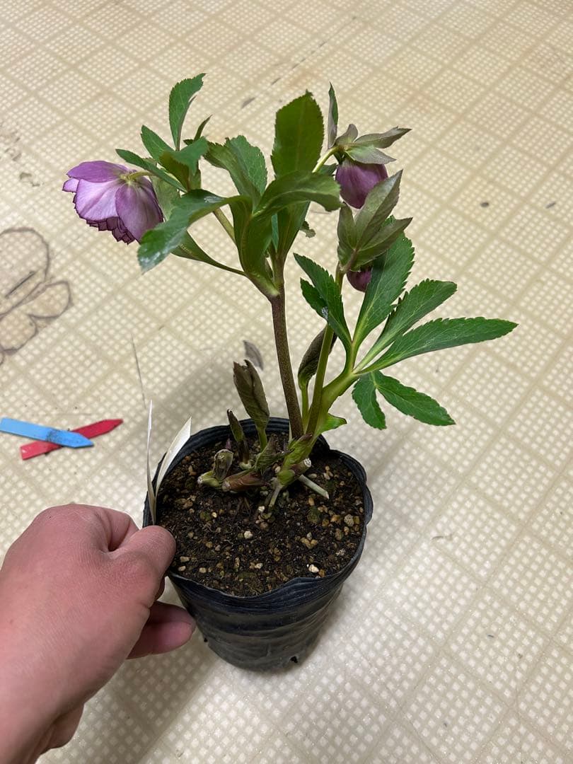 加藤農園 アフロディーテ クリスマスローズ 同梱可能