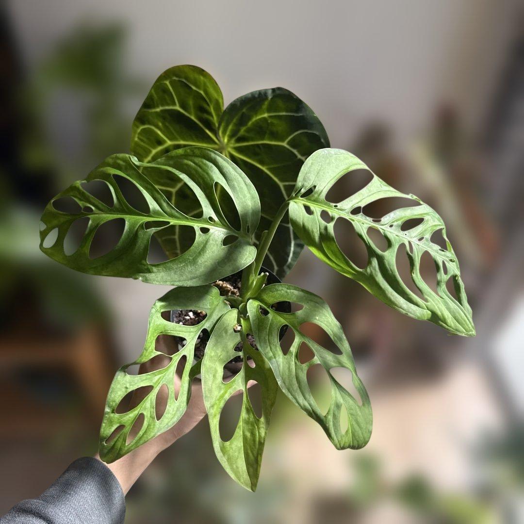 モンステラ・エスケレート 耐寒性有り アンスリウム アロカシア アロイド