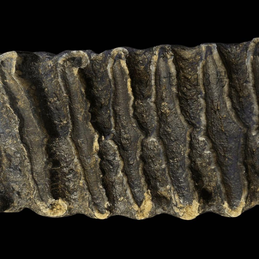 ナウマンゾウ　臼歯　化石　コレクション　標本