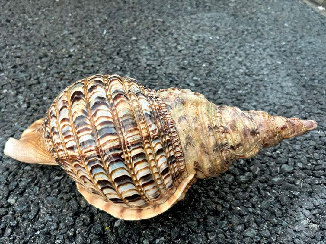 法螺貝　38cm (直線35.8cm) 1305g