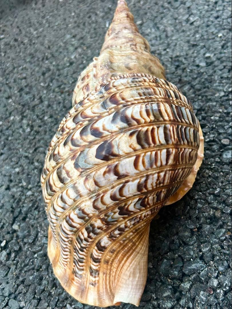 法螺貝　38cm (直線35.8cm) 1305g