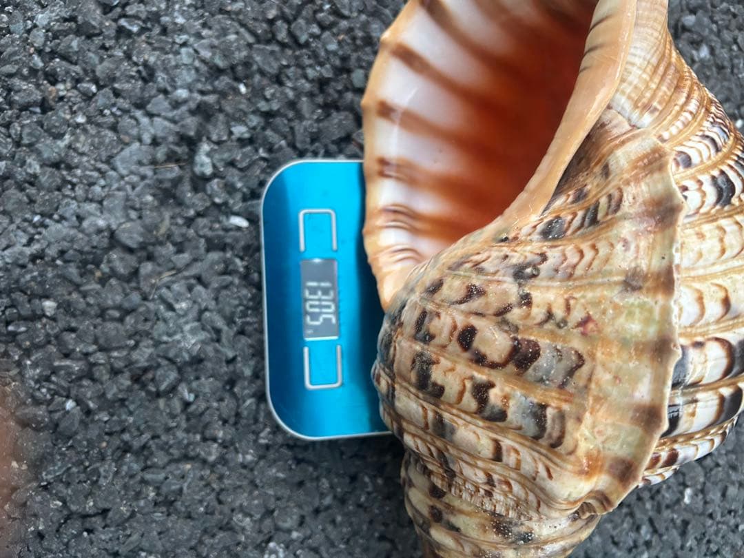 法螺貝　38cm (直線35.8cm) 1305g