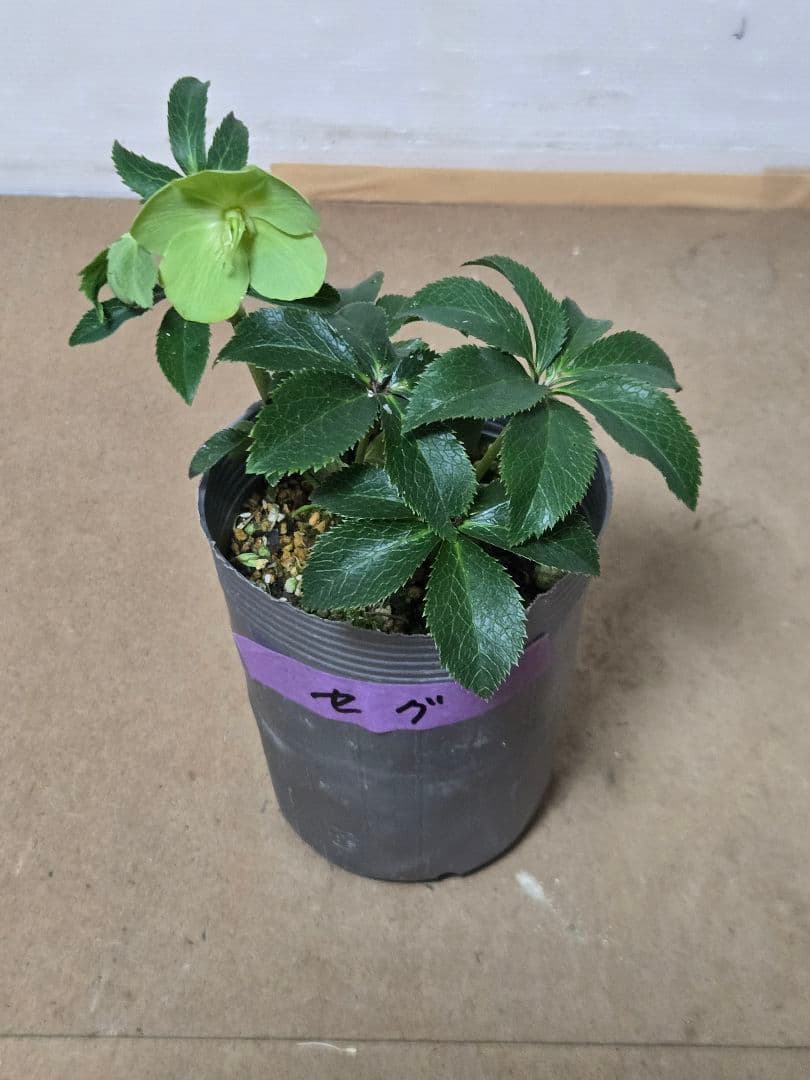 ☆クリスマスローズ☆セミダブル☆4.5号ポット☆超希少☆