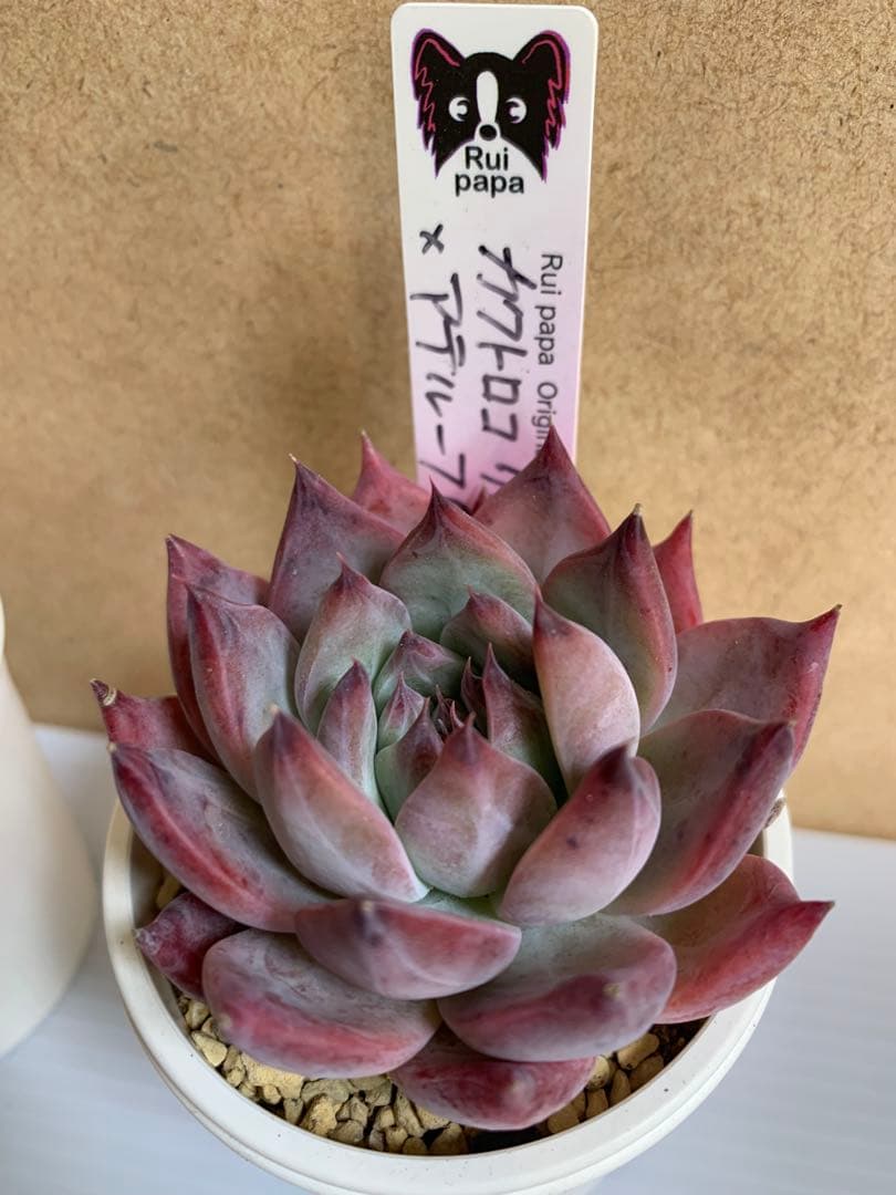 ルイパパさん苗　3個セット　札付き　ポットのまま発送　最終値下げ