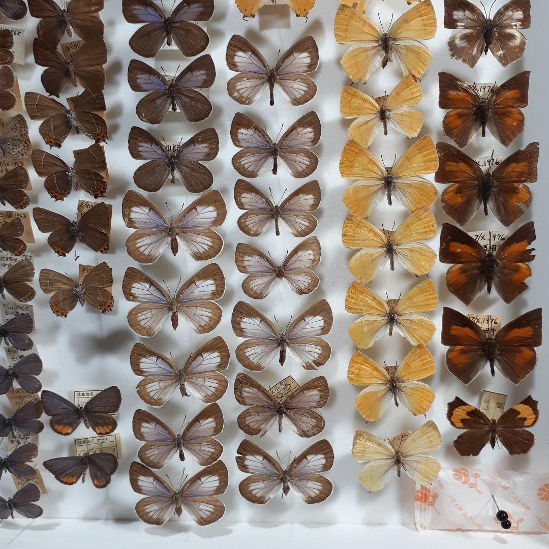 蝶標本　シジミチョウ22種180頭　大型ドイツ標本箱入り