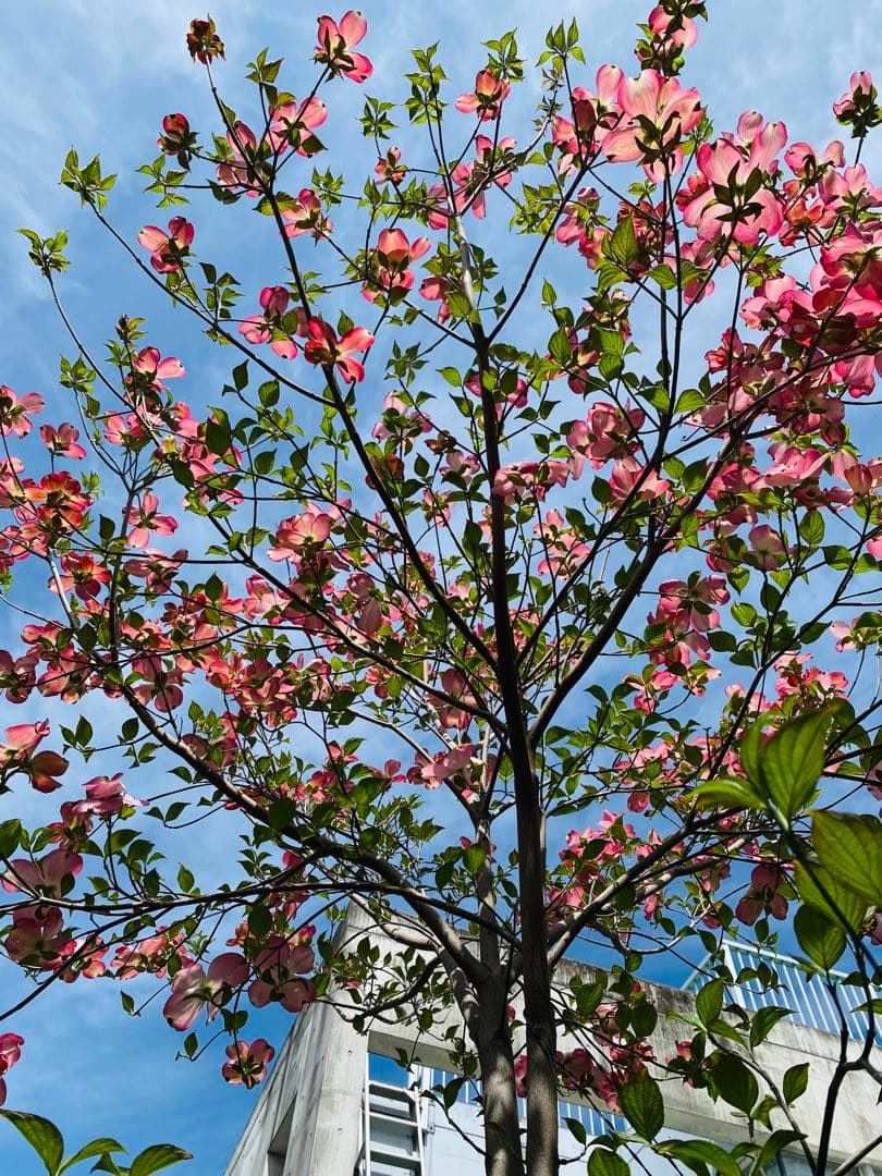 ⭐️大型⭐️ハナミズキ