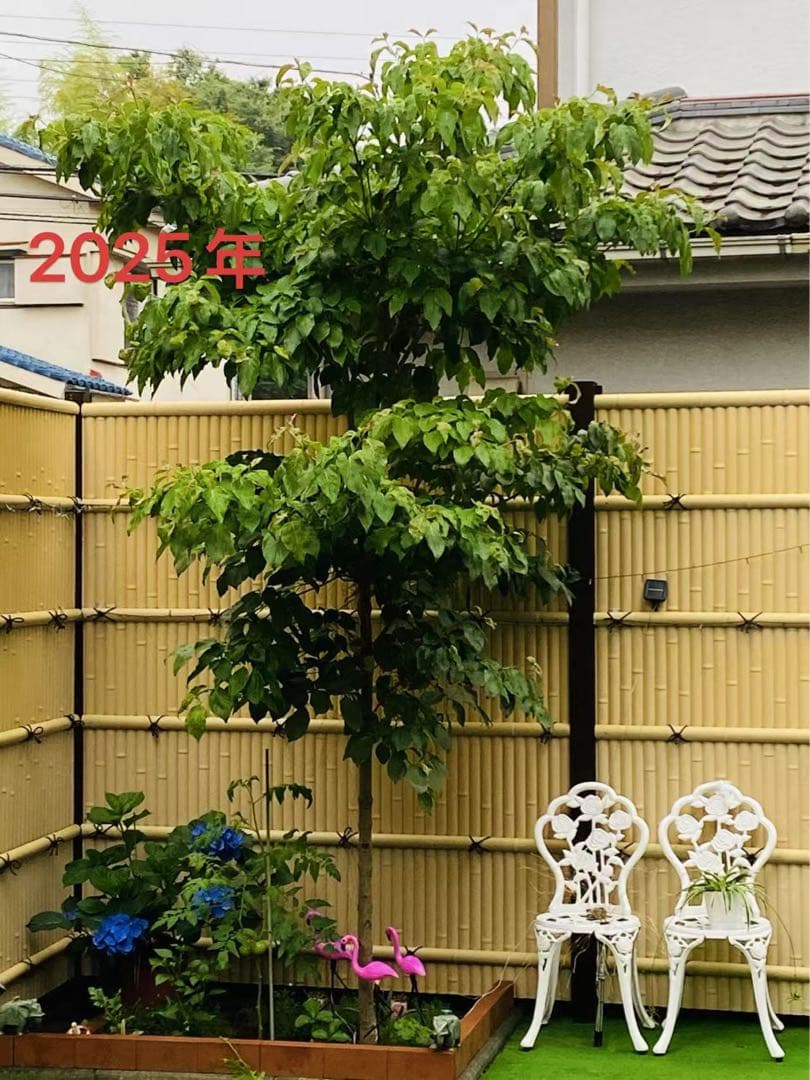 ⭐️大型⭐️ハナミズキ