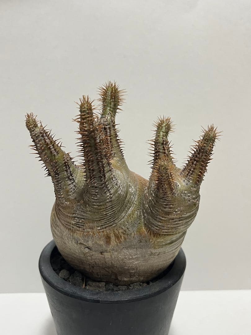 パキポディウム・グラキリス　ダブルヘッド　赤肌　緑肌　現地球