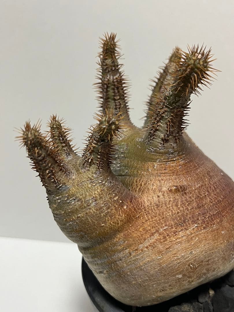 パキポディウム・グラキリス　ダブルヘッド　赤肌　緑肌　現地球