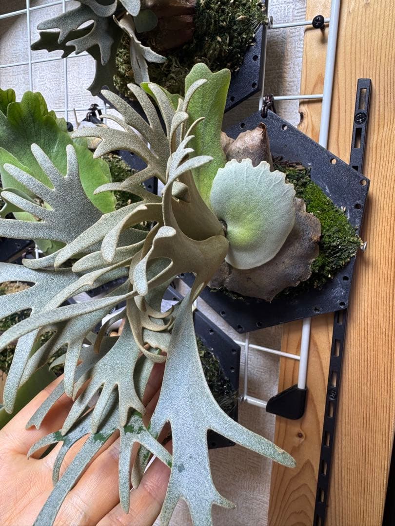 willinckii yms #2 ビカクシダ