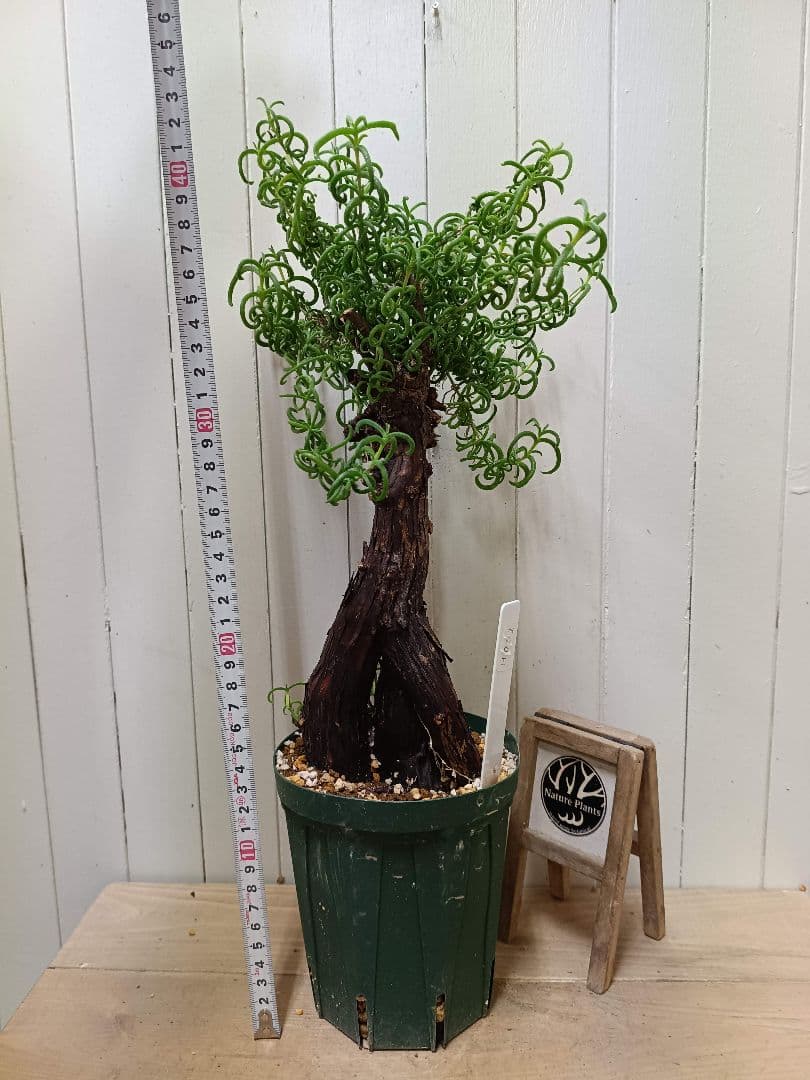 H051 超希少種発根済み メストクレマ ツベローサム 養生株