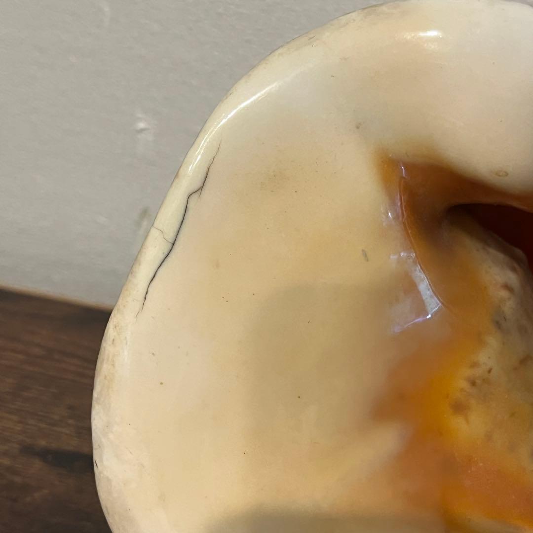 大型ホラガイ 法螺貝 巻貝 貝殻 標本 置物 インテリア