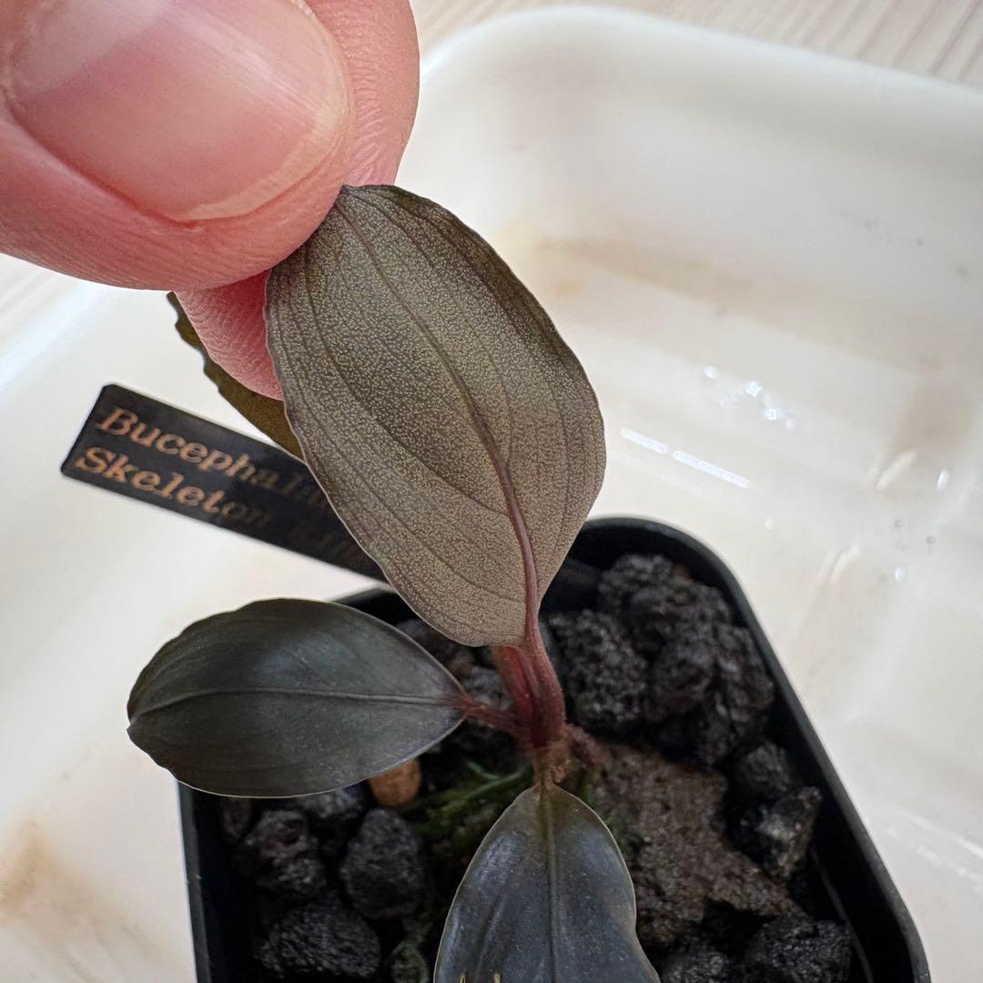 【きえぴ】ブセファランドラ 3種　水上葉　タグ付き