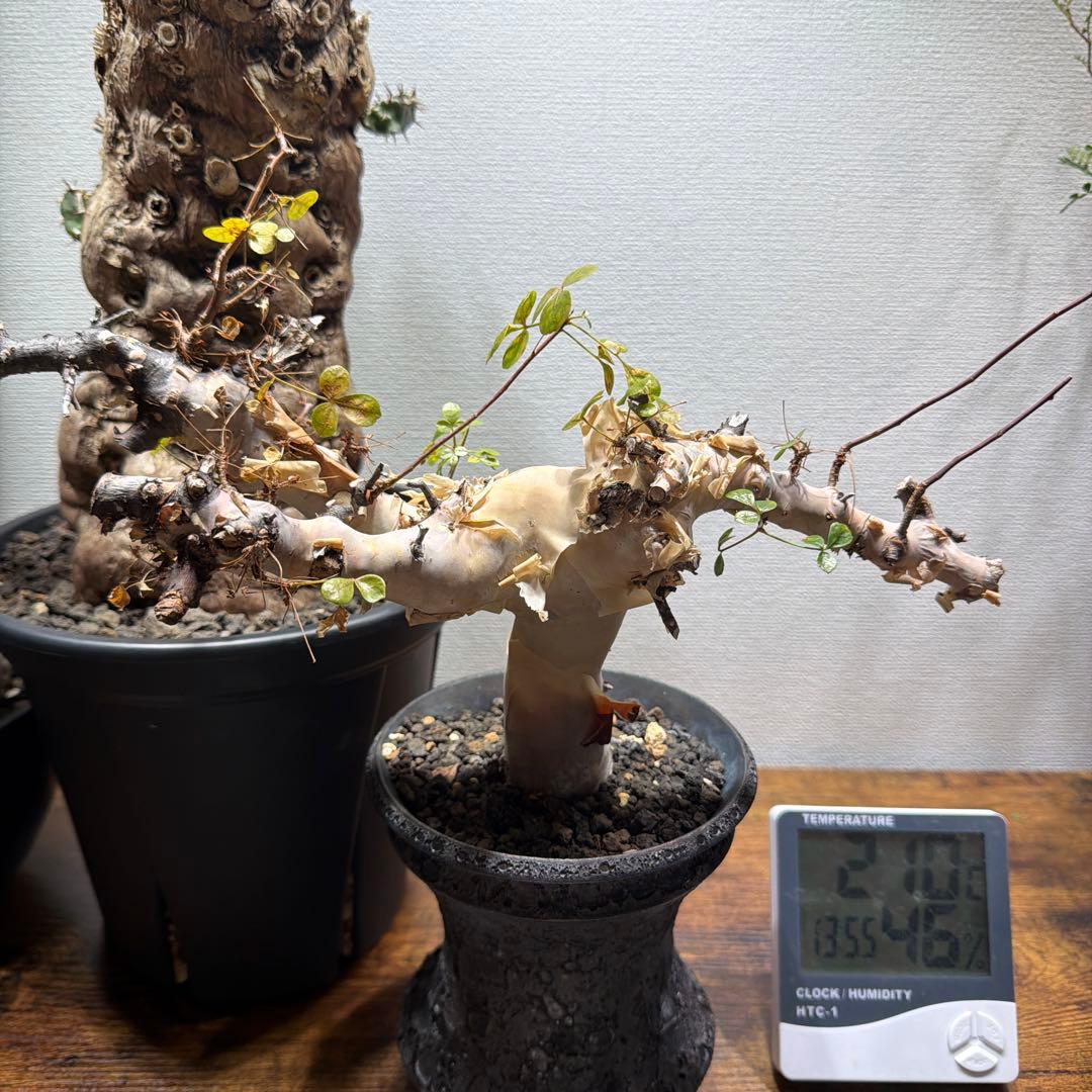 ［ブラックフライデー］コミフォラ ピュアカタフ カタチ製作所