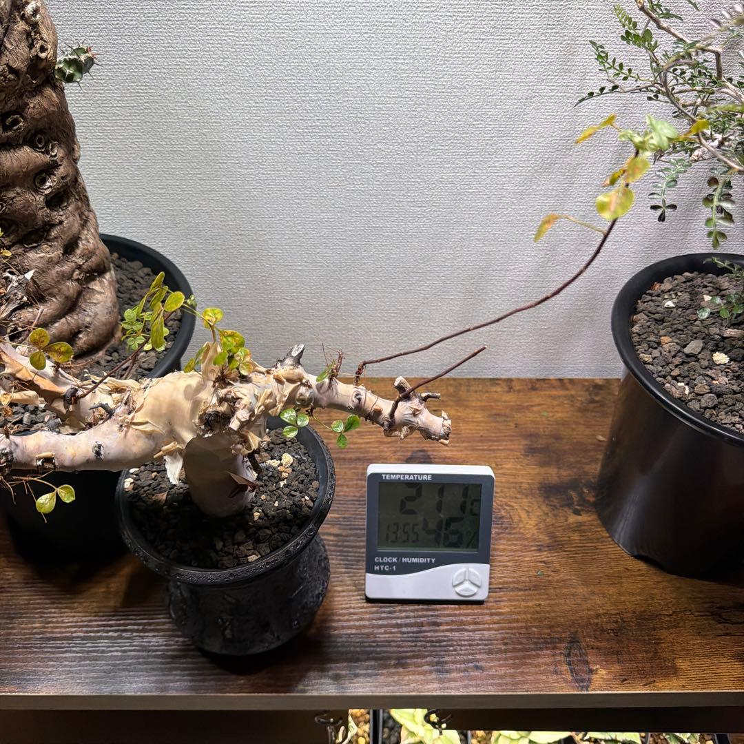 ［ブラックフライデー］コミフォラ ピュアカタフ カタチ製作所