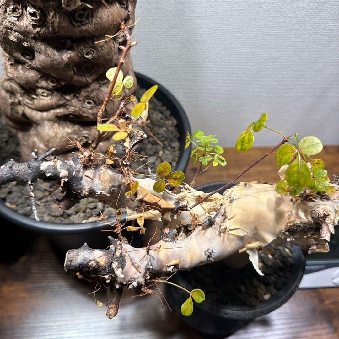 ［ブラックフライデー］コミフォラ ピュアカタフ カタチ製作所