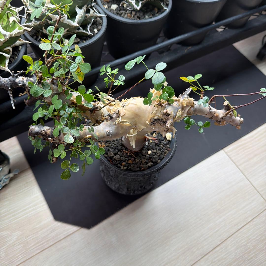 ［ブラックフライデー］コミフォラ ピュアカタフ カタチ製作所