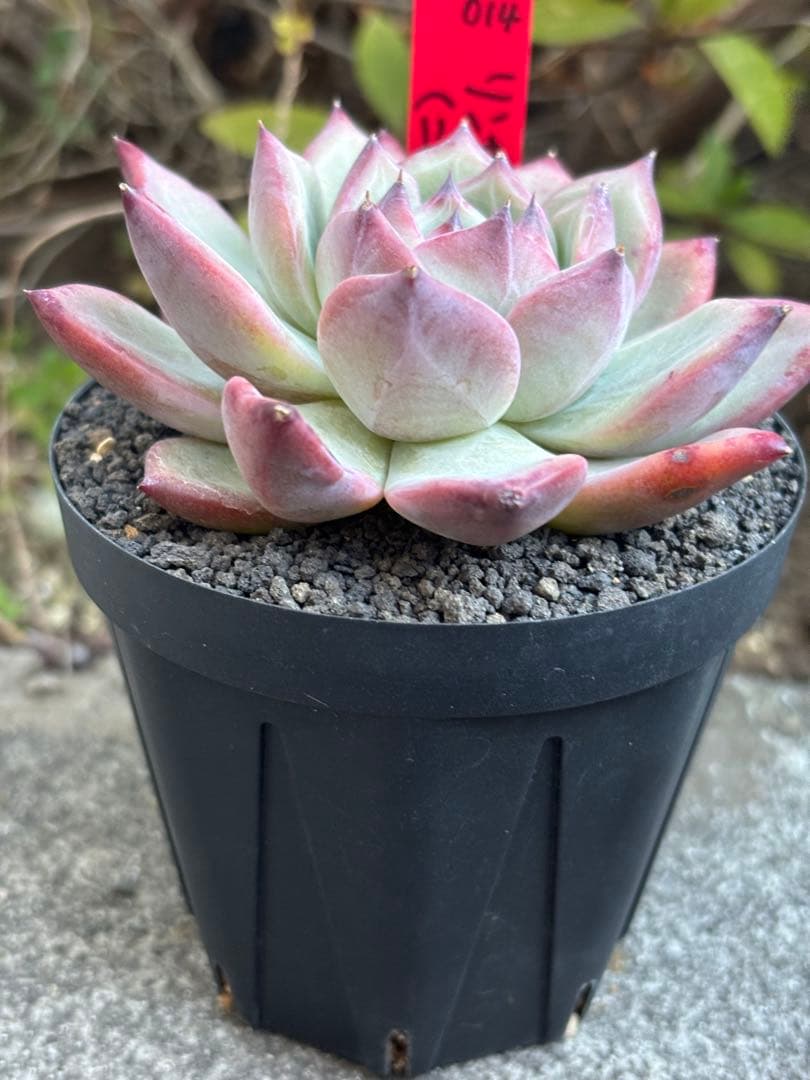 極上株 3号株 simijimiさん苗 リンゼアナ（二瓶） 赤札 札付き 多肉②