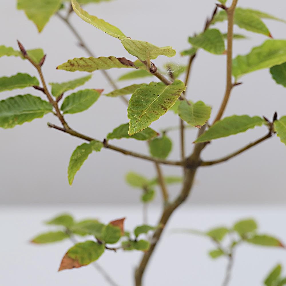 富士ブナ　盆栽（タキイの苗を購入）