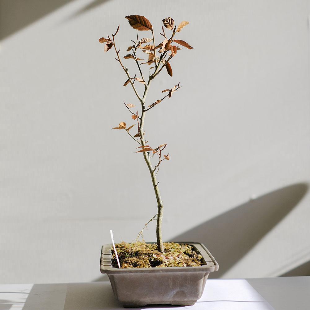 富士ブナ　盆栽（タキイの苗を購入）