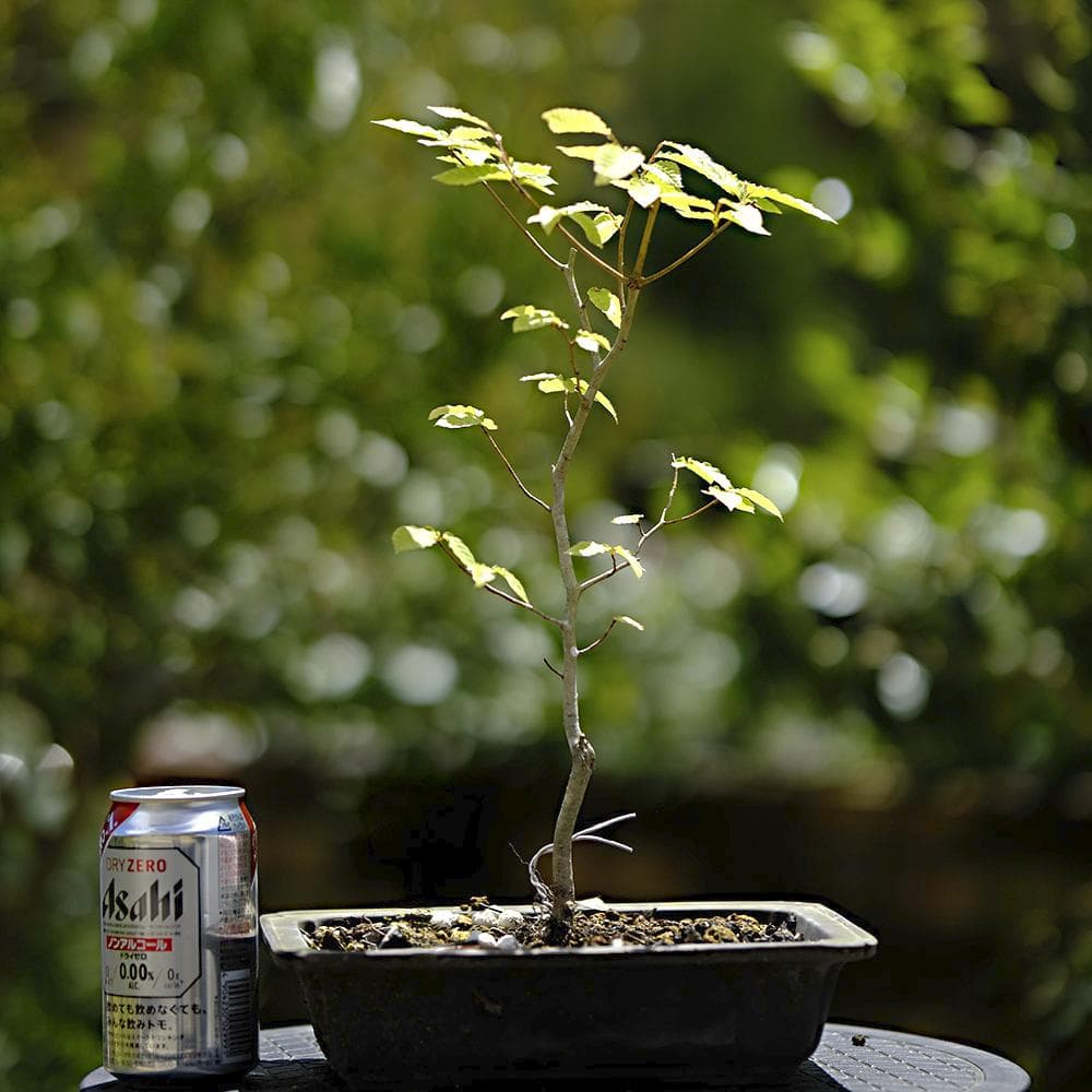 富士ブナ　盆栽（タキイの苗を購入）