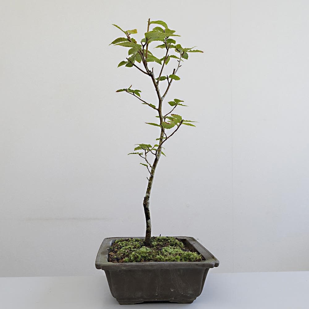 富士ブナ　盆栽（タキイの苗を購入）