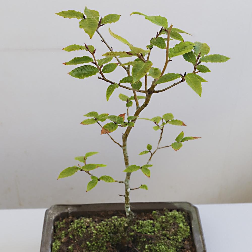 富士ブナ　盆栽（タキイの苗を購入）