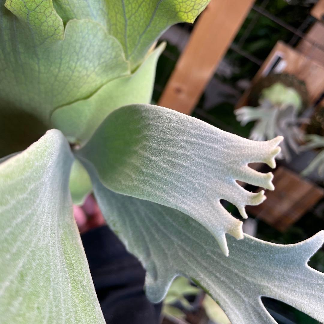 P.Ginka spore pup 美株