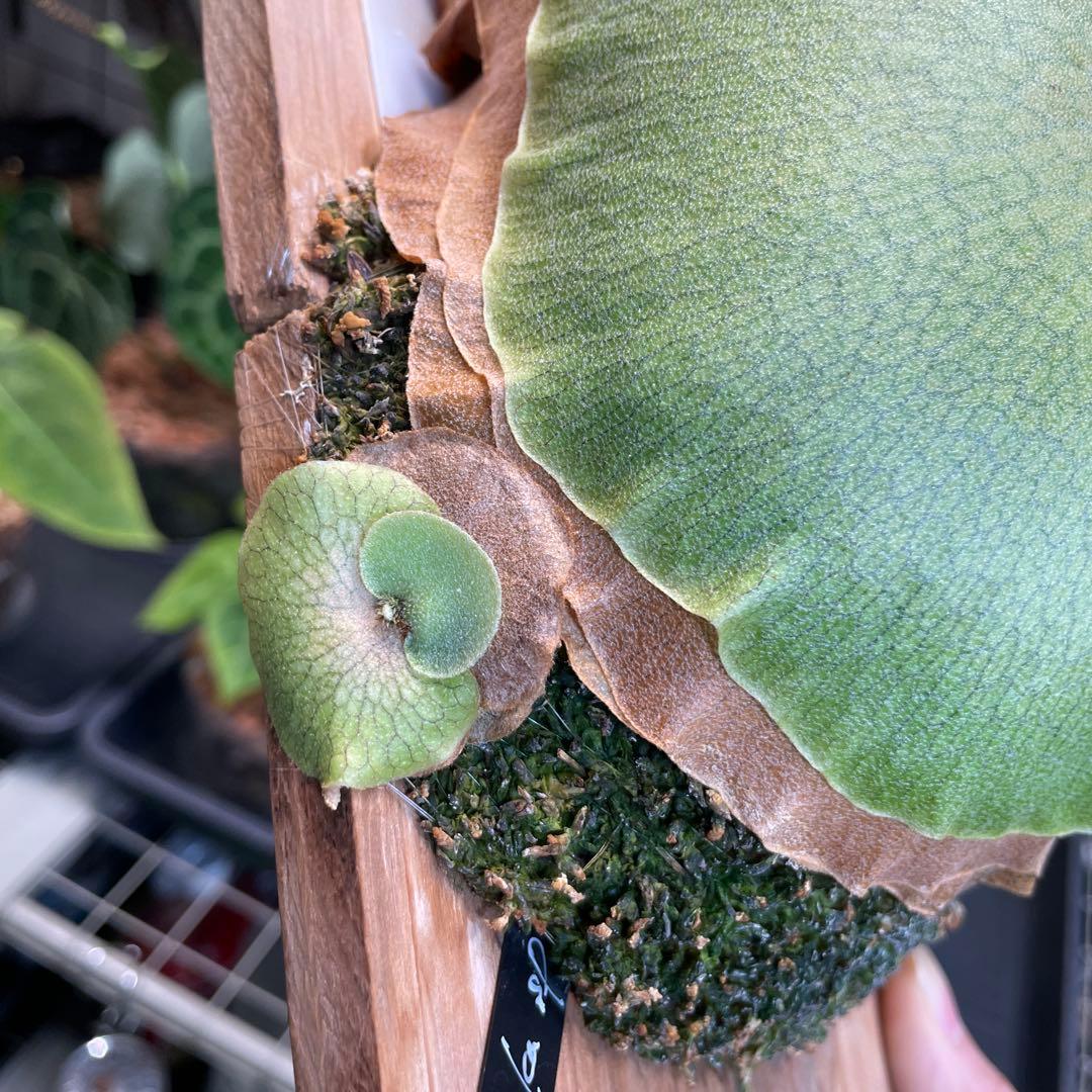 P.Ginka spore pup 美株