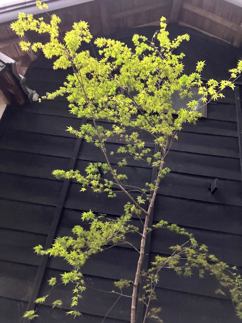 山採り　イロハモミジ