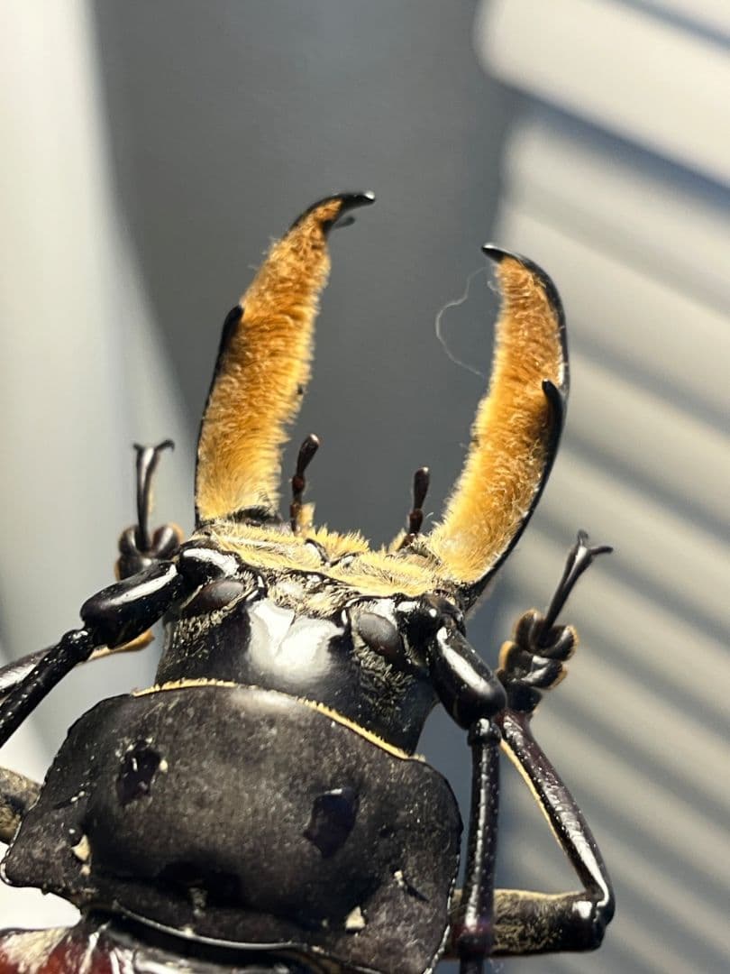 【103mm】アラゲオオウスバカミキリ 甲虫昆虫標本タランチュラ　標本