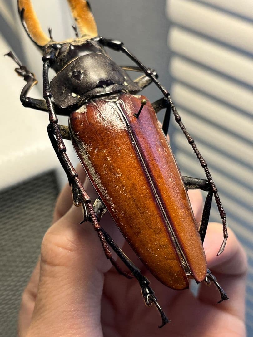 【103mm】アラゲオオウスバカミキリ 甲虫昆虫標本タランチュラ　標本