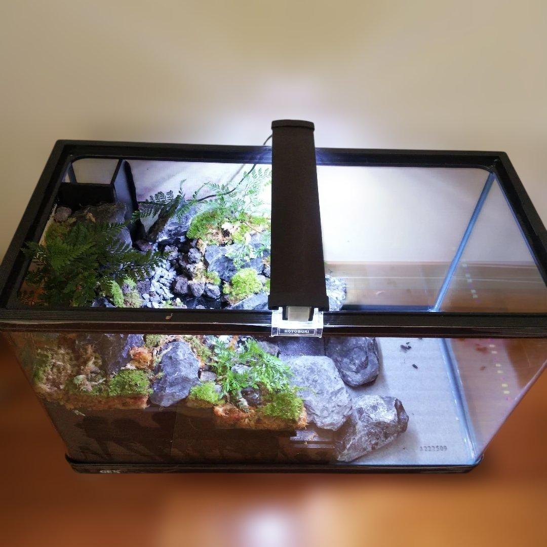 【受注生産】６0センチ水槽アクアテラリウム　イモリウム　苔テラリウム　テラリウム