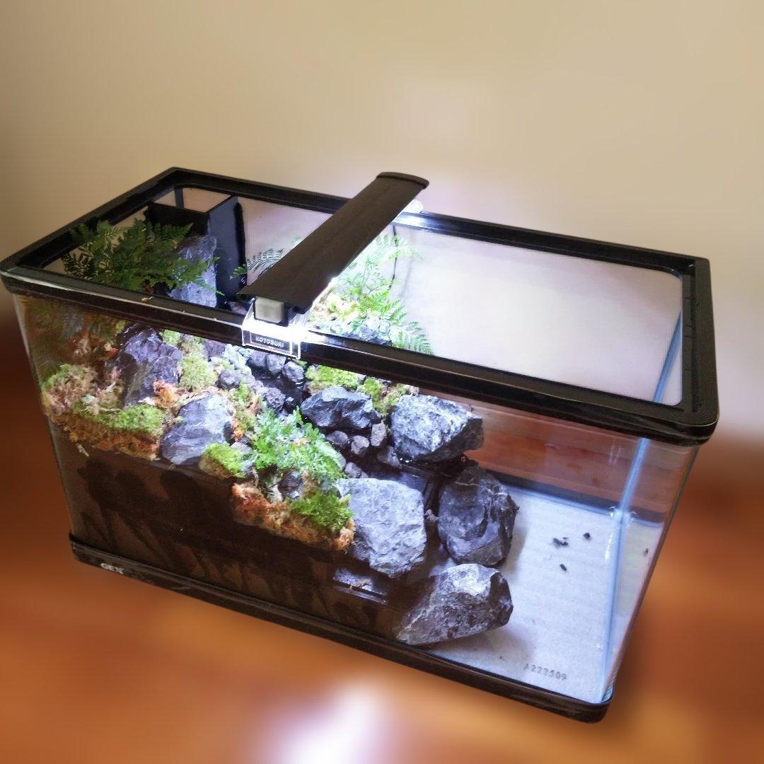 【受注生産】６0センチ水槽アクアテラリウム　イモリウム　苔テラリウム　テラリウム