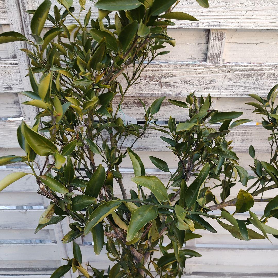 津之輝 つのかがやき 5年生 苗木 登録品種 結実実績あり！