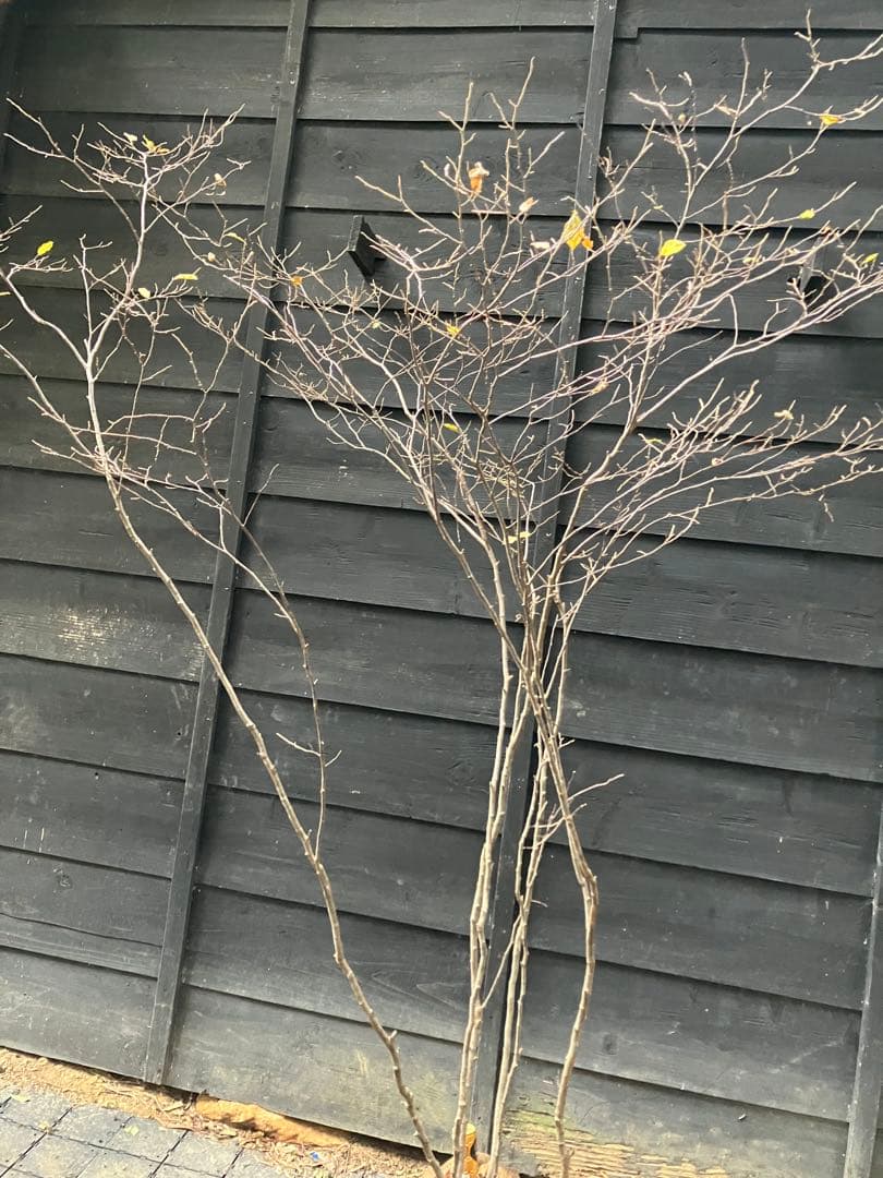 85 山採り　ナツハゼ