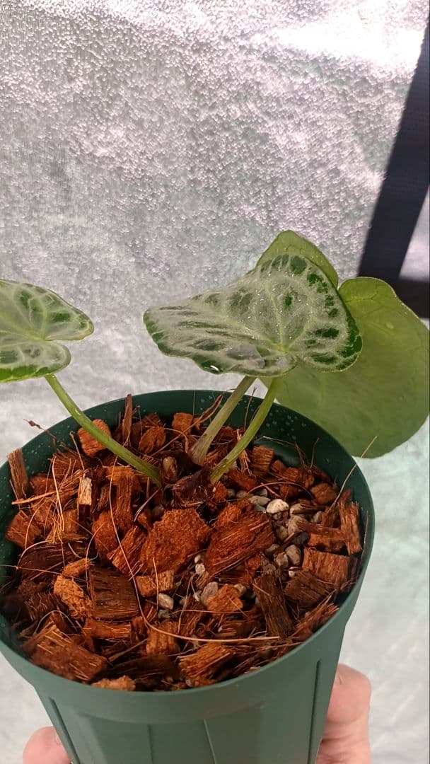 anthurium Silver　Tiger