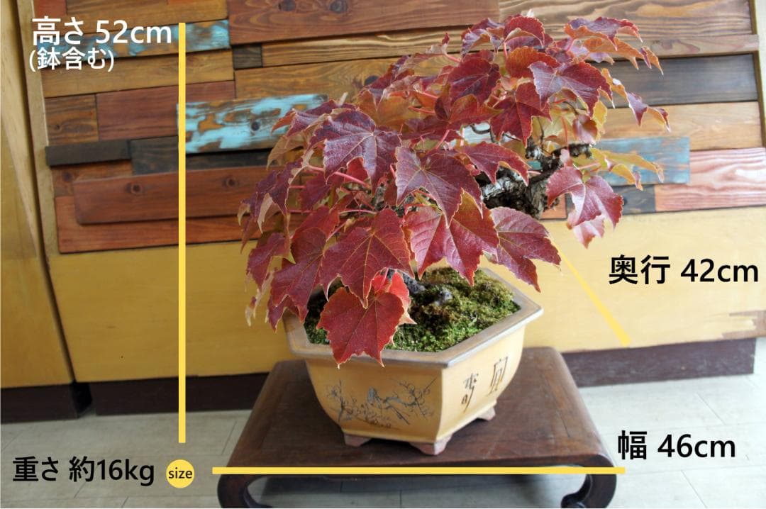 盆栽 『蔦(ツタ)』 インテリア 観葉植物 ガーデニング 園芸 アート b188