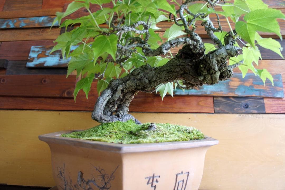 盆栽 『蔦(ツタ)』 インテリア 観葉植物 ガーデニング 園芸 アート b188