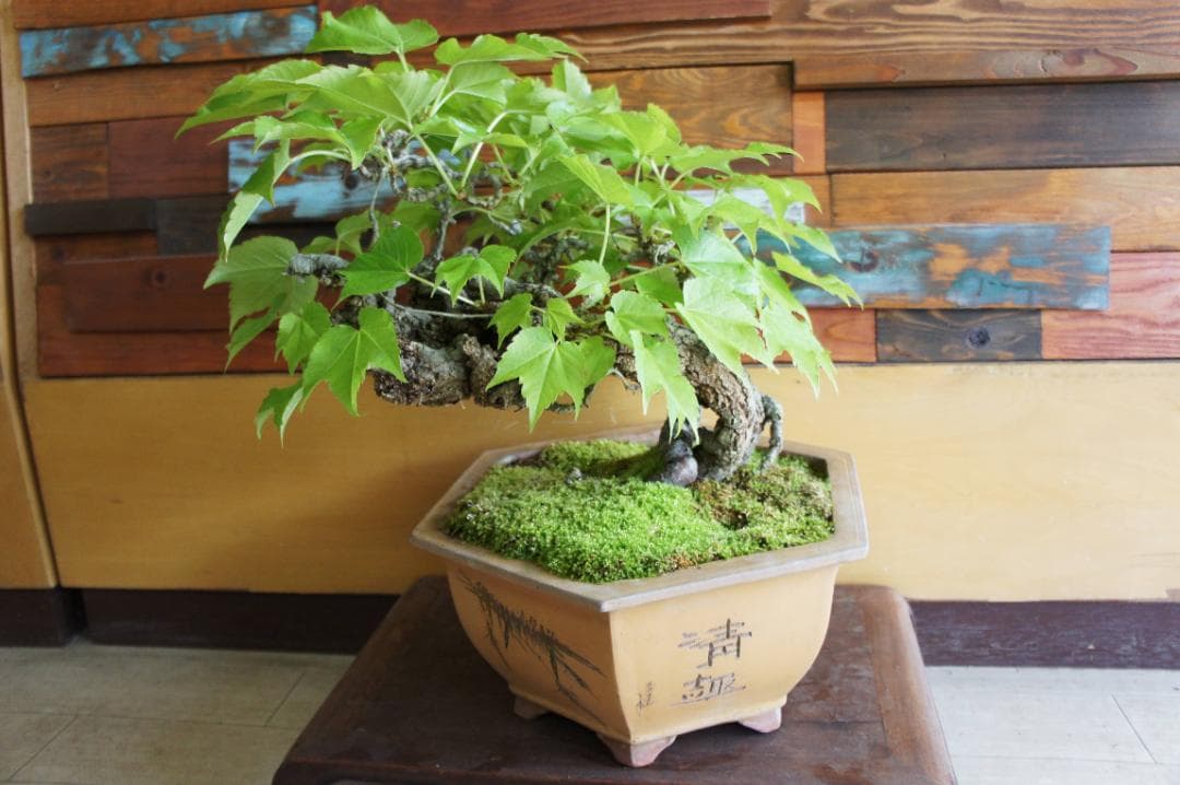 盆栽 『蔦(ツタ)』 インテリア 観葉植物 ガーデニング 園芸 アート b188