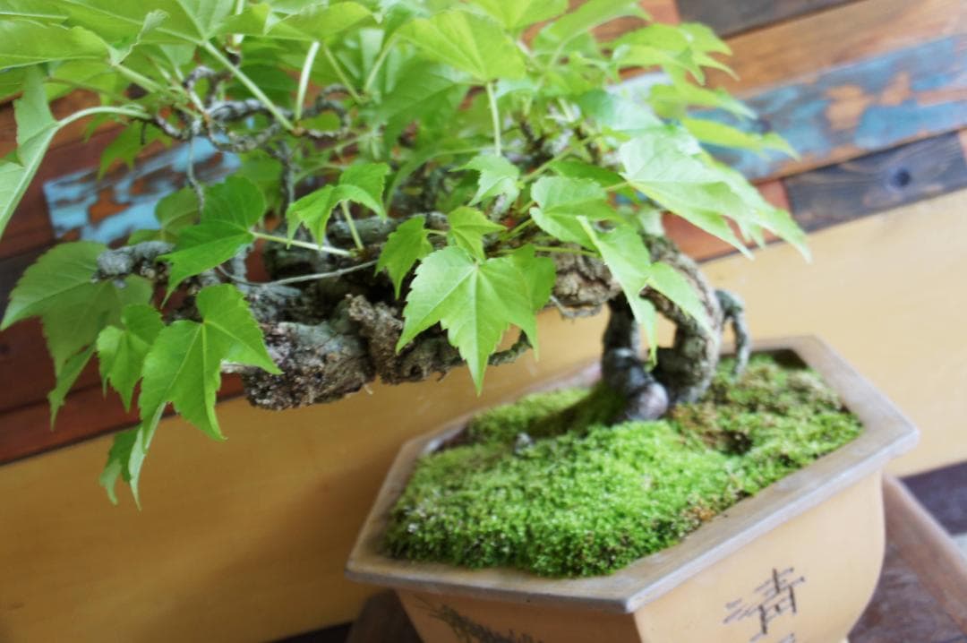 盆栽 『蔦(ツタ)』 インテリア 観葉植物 ガーデニング 園芸 アート b188