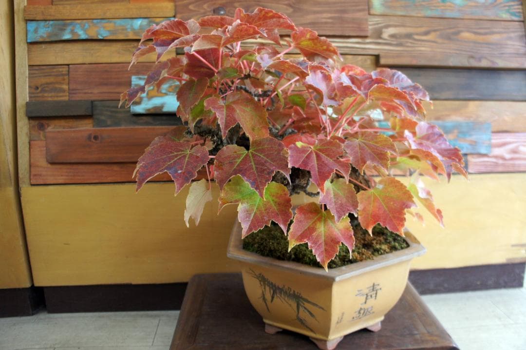 盆栽 『蔦(ツタ)』 インテリア 観葉植物 ガーデニング 園芸 アート b188