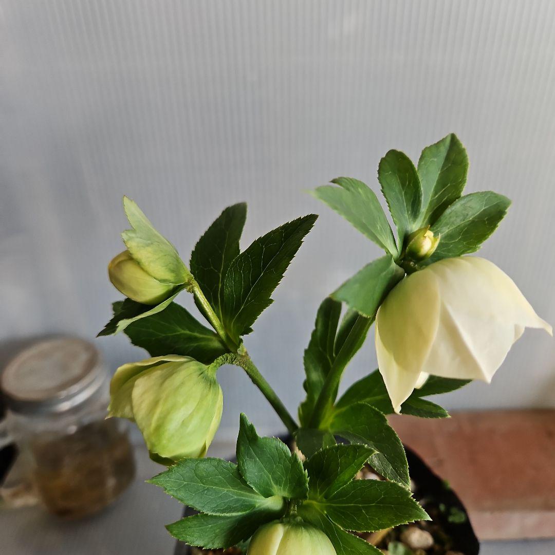 謙信様ご購入苗㉖-116㉖-122クリスマスローズ