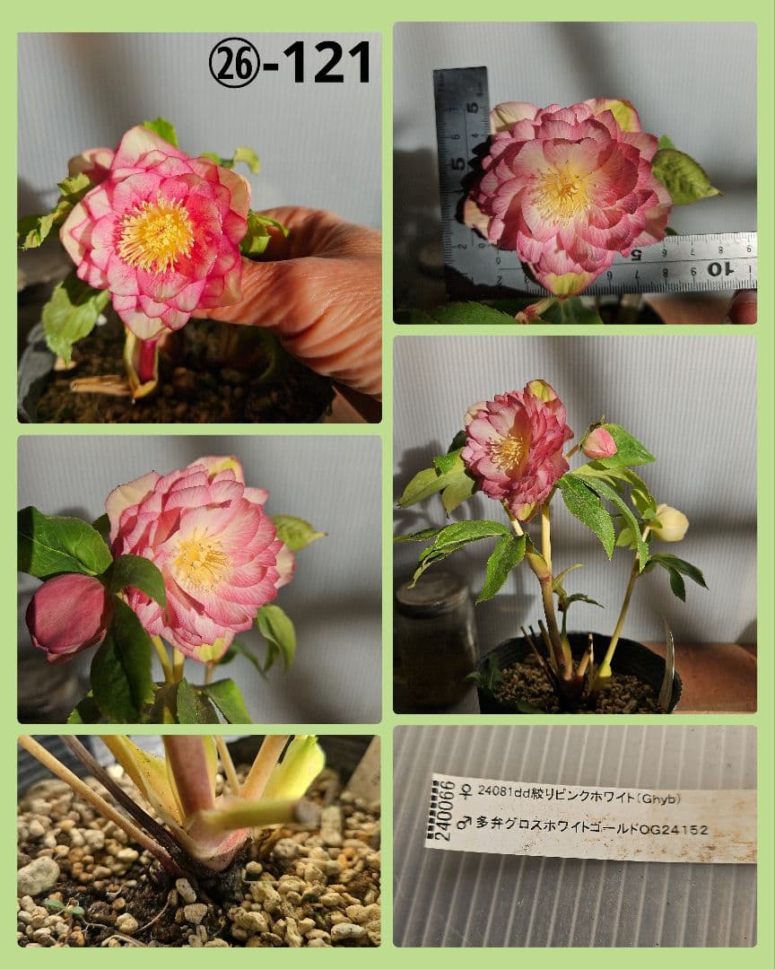 謙信様ご購入苗㉖-116㉖-122クリスマスローズ