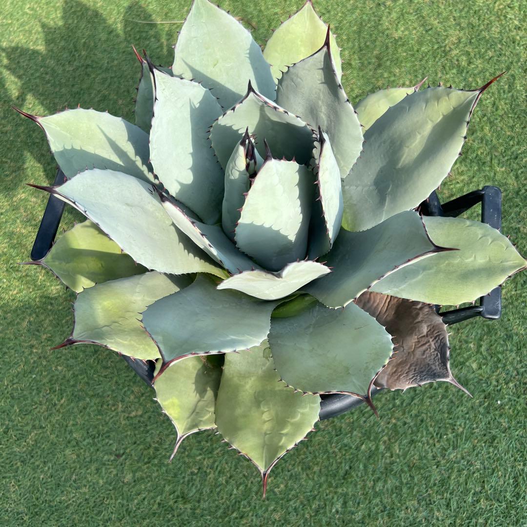 アガベ　パリーホーチエンシス　吉祥天