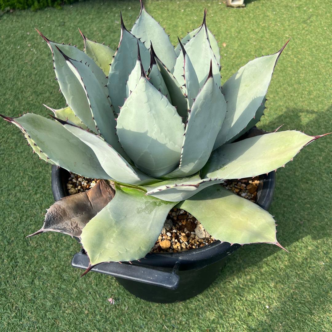 アガベ　パリーホーチエンシス　吉祥天