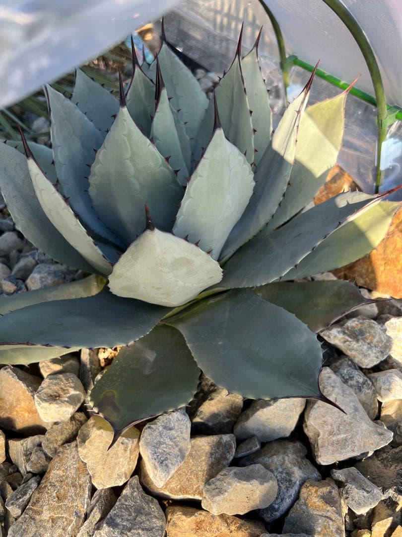 アガベ　パリーホーチエンシス　吉祥天