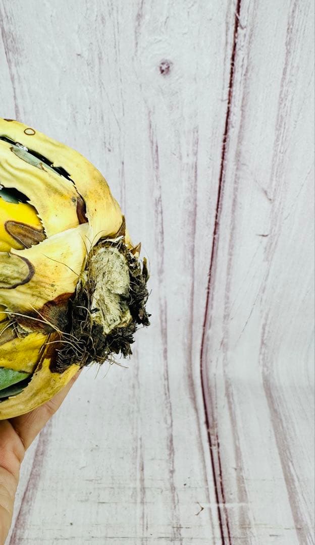 791 アガベ ユタエンシス エボリスピナ ロングスパイン